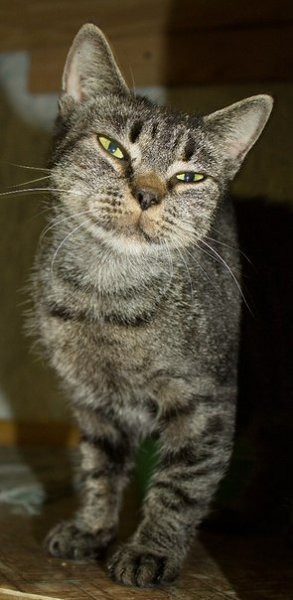 Рубрика #котизм_доброта. Санкт-Петербург Сестра Чеширского кота, прекрасная Грейс. Не только яркая ... - 2