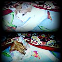��� cat=^_^= �� ������� ���� ����������