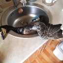 ���� ���������, ����������� - ��������� 9 ���� 2014 � ������ ���� ߻