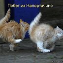 ���� �������, �������� - ��������� 8 ���� 2014 � ������ ������ ��������