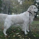 ���� ������, �����-���������, 51 ��� - ��������� 17 ��� 2014 � ������ ���� ����������