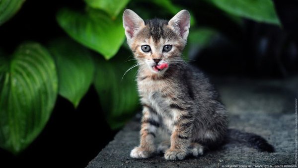 Фотограф Zoran Milutinovic.Мама распустила кота: животное по ночам истерически бьет лапами по лотку, ... - 2