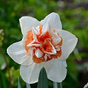 ���� ������� ,���� �����, ����� - ��������� 12 ��� 2014 � ������ �����