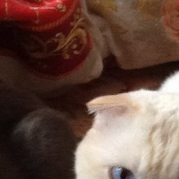 �����, �����