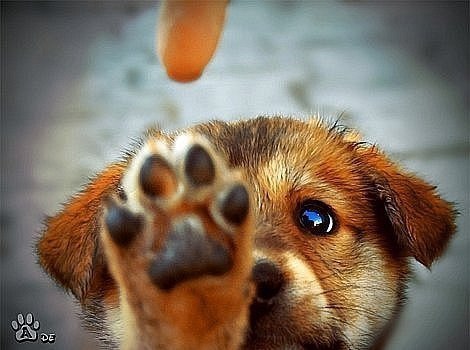 .•°Dogs Forever°•. - 2 августа 2014 в 20:32