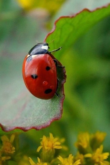 В белоснежном платье, как снежинка, То ли в гости, то ли в отчий дом, Шла девчонка вьющейся ... - 5