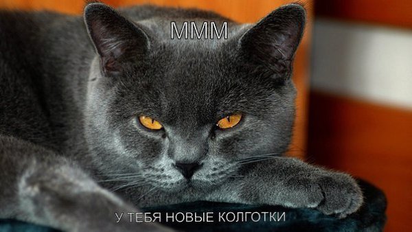 ������ (���� �����) - 9 ������ 2014 � 19:12