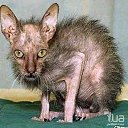 ���� ��������, ���������, 61 ��� - ��������� 6 ������ 2014 � ������ ���� ����������