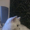 ���� ����, �����-���������, 55 ��� - ��������� 29 ����� 2014 � ������ ���� ����������