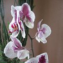 ���� �������, �������, 70 ��� - ��������� 12 ������ 2014 � ������ ���� ��������