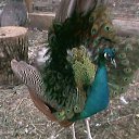 ���� �, ����, 47 ��� - ��������� 31 ���� 2014 � ������ ������ ��������