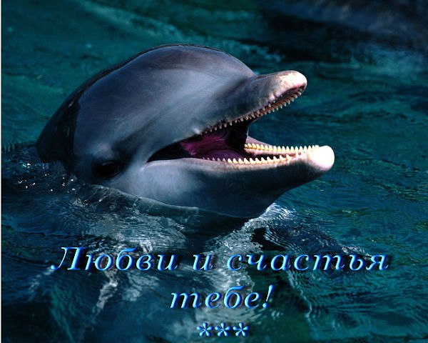 ������ ����� ������ <a href=
