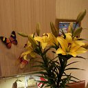 ���� ����, ��������, 57 ��� - ��������� 16 ���� 2014 � ������ ����� ��� ������������