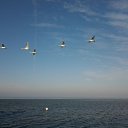 ������,����� �� ������� ���� ����������