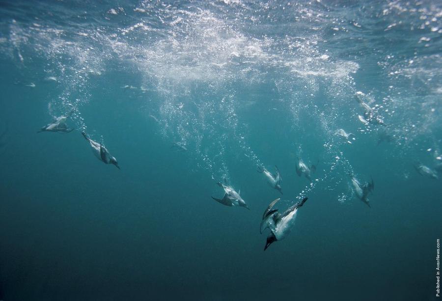     .  (Paul Nicklen)    National Geographic  ... - 18