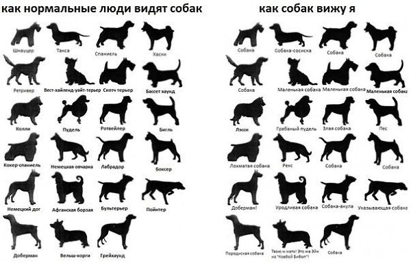 .•°Dogs Forever°•. - 30  2014  14:55