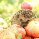 �� �������! �� ������� ������ ��������