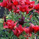 ���� �����������, ����������� - ��������� 4 ������� 2014