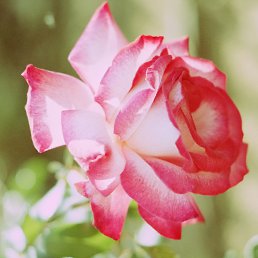 ������� ����, ������