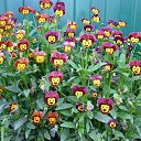 ���� ����, ���������, 66 ��� - ��������� 17 ������� 2014 � ������ ������ ��������