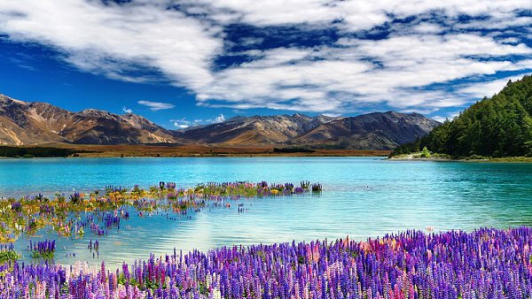        (Lake Tekapo).    (Lake ... - 7