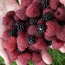 ���� �����, ����������� - ��������� 20 ������� 2014 � ������ ���� ���