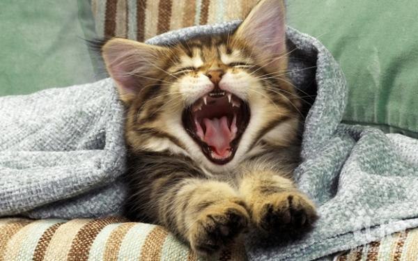 Favorite animals. - 5 ���� 2014 � 10:23