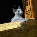 ���� �� ������� ���� ����������