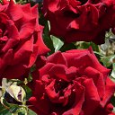 ���� �������, ������������, 52 ���� - ��������� 17 �������� 2014 � ������ ���� ����������