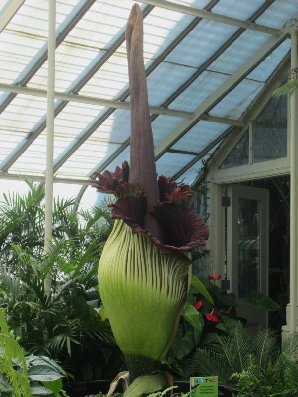 Amorphophallus titanum       .  ...