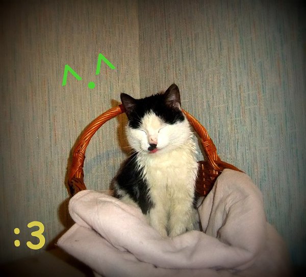 Рубрика #котизм_доброта.Санкт-ПетербургКак-то, выходя из дома, обнаружил эту кошку (возможно кот - ... - 2