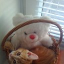 ��� ������� ����� �� ������� ���� ����������