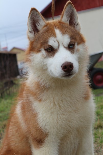 Husky