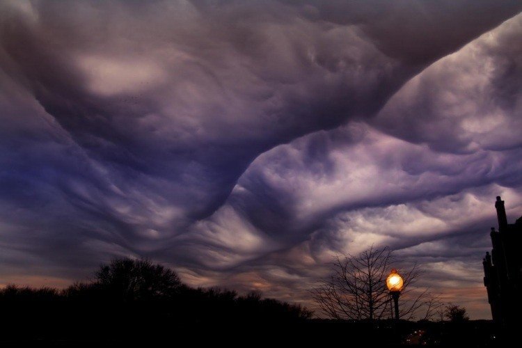   .Undulatus asperatus,        ... - 5