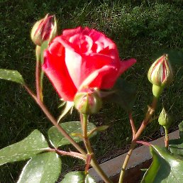 �����, ����������