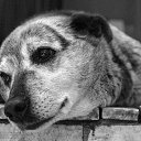   ))  !!!, , 70  -  26  2014    