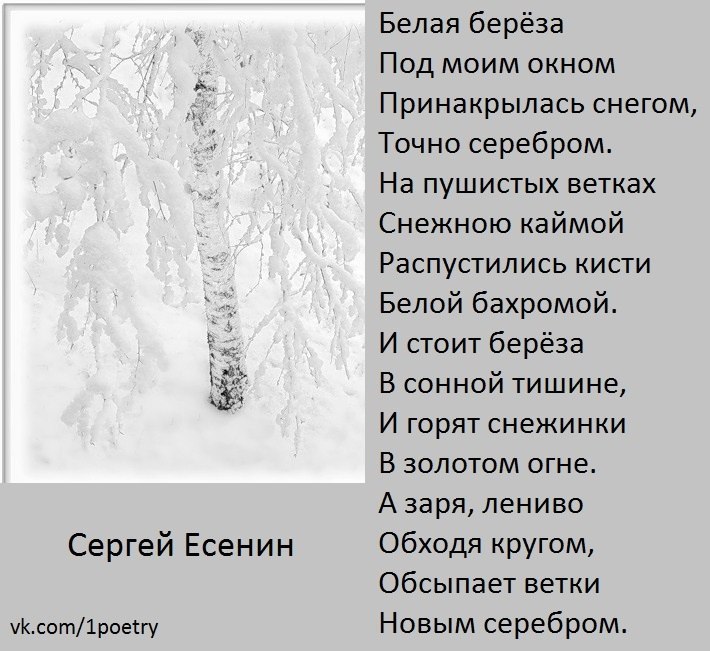 Кто написал стихотворение белая. Стихотворение белая береза. Рассказ белая береза. Есенин белая береза. Есенин береза.