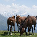  Giorgi, , 36  -  2  2014   gruzia svaneti region