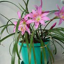 ���������� ��������. �������� ������-�������� ��������, ������� ������������ � ������ ������ � ������ ������. �� ������� ���� ����������