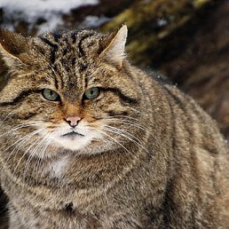 Bred, ����-���, 52 ����