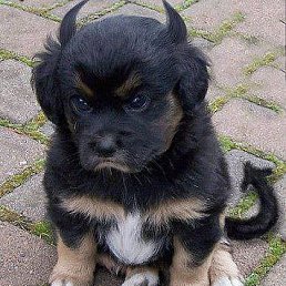 ���� �������, ������������, 46 ��� - ��������� 16 ������ 2014