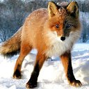 ���� �����, �����-���������, 25 ��� - ��������� 4 ������ 2014 � ������ ���� ����������