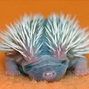  Dimitri, , 62  -  25  2014    