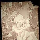 ���� ����, ��������, 41 ��� - ��������� 3 �������� 2014 � ������ ���� ����������