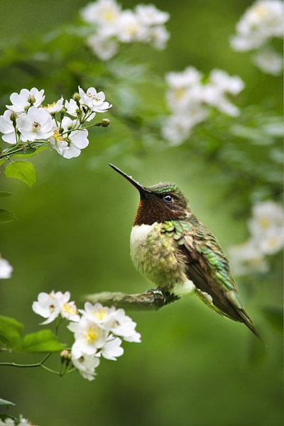Вдохновение - это полет и свобода. Нужно дойти до самого истока мира, и до самого истока своей души ...