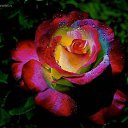 ���� Vera, ���� - ��������� 22 ������� 2014 � ������ ���� ����������