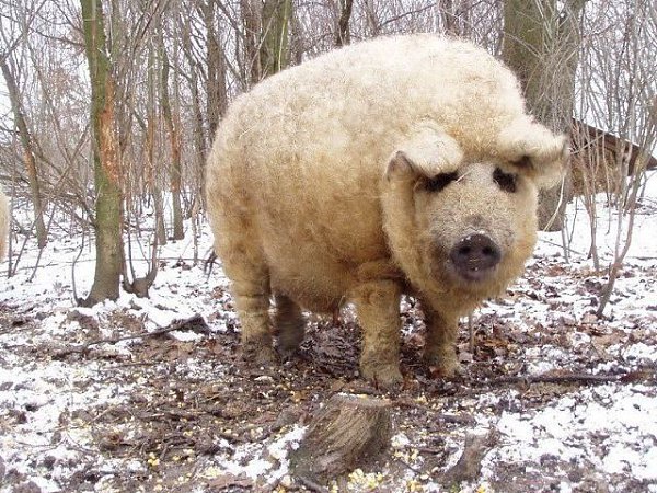 Мангалица это единственная порода свиней в мире, которая сохранила шерстяной покров как у овец.