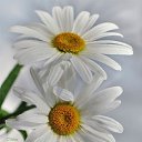 ���� �����, ������ - ��������� 17 ������� 2014 � ������ �flowers�