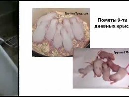 Наша генно модифицированная пища.Последствия.