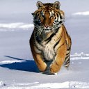 ���� ������, �����-���������, 47 ��� - ��������� 11 ������� 2014